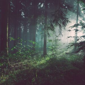 Wayfinder Reset Session (inc. Sound Bath. ) Sunday 12th of Sep.